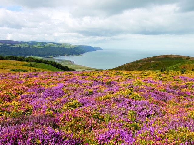 The Black Venus, pub exmoor, food exmoor